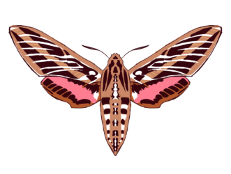 HawkMoth Farm Logo